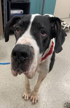 Pip-Squeak -  Great Dane and Mixed Breed Dog for Adoption in Fishers, Indiana - Pip-Squeak | PetCurious