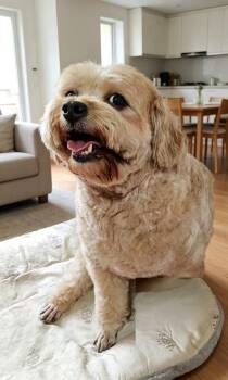 Shih Poo Dogs Available for Adoption in Richmond, British Columbia - Grace | PetCurious