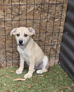 Copper -  German Shepherd Dog and Labrador Retriever Dog for Adoption in Apache Junction, Arizona - Copper | PetCurious