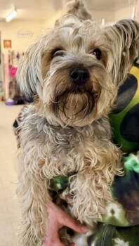 Yorkshire Terrier and Mixed Breed Dogs Available for Adoption - Chandler | PetCurious