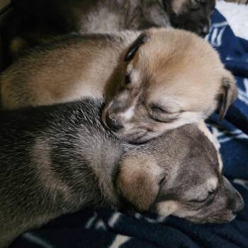 Shepherd Dogs Available for Adoption - Ruby C207 | PetCurious