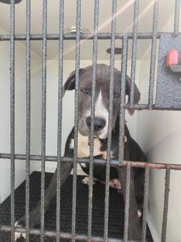Rocko -  American Bulldog Dog for Adoption in Mobile, Alabama - Rocko | PetCurious