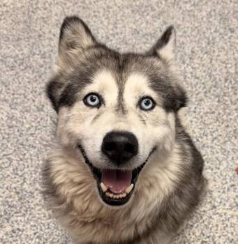 Rex -  Siberian Husky Dog for Adoption in Golden, Colorado - Rex | PetCurious