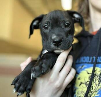 Mixed Breed Dogs Available for Adoption in Munster, Indiana - Glenda | PetCurious