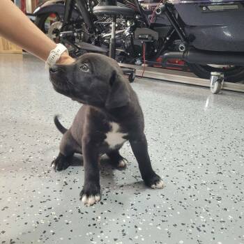 American Staffordshire Terrier and Pit Bull Terrier Dogs Available for Adoption in Holly Springs, North Carolina - Tucker | PetCurious