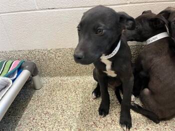 SLIDE -  Labrador Retriever and Mixed Breed Dog for Adoption in Colorado Springs, Colorado - SLIDE | PetCurious