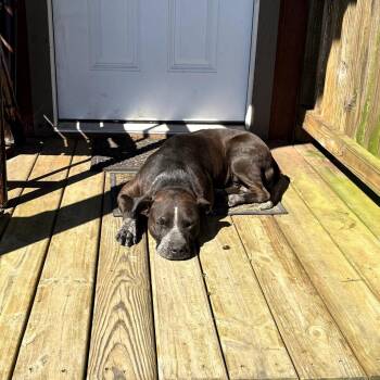Rocko -  American Staffordshire Terrier and German Shorthaired Pointer Dog for Adoption in Mount Pleasant, Texas - Rocko | PetCurious