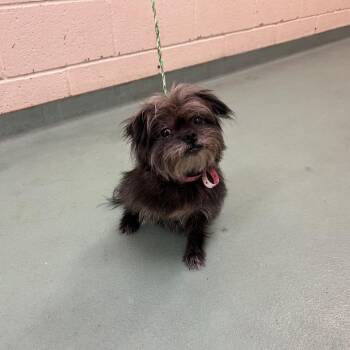 Mindy -  Mixed Breed Dog for Adoption in Memphis, Tennessee - Mindy | PetCurious