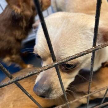 Chihuahua Dogs Available for Adoption in West Chester, Pennsylvania - Dr Pepper | PetCurious