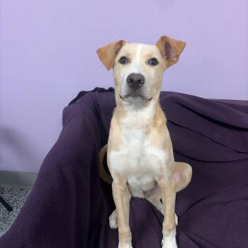 Shepherd Dogs Available for Adoption in Manchester, New Hampshire - Kiru In NH! Come Meet Our Adoptable Dogs Wednesday-Saturday. Mor | PetCurious