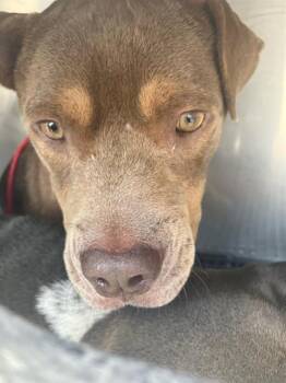 MAVERICK -  Mixed Breed Dog for Adoption in Dallas, Texas - MAVERICK | PetCurious