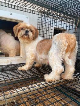 Shayna -  Shih Tzu Dog for Adoption in Lewistown, Pennsylvania - Shayna | PetCurious
