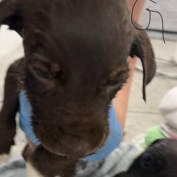 Labrador Retriever Dogs Available for Adoption in Richmond Hill, Georgia - Evil Queen | PetCurious
