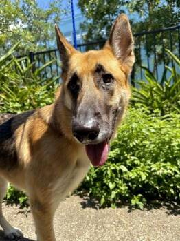 Rafiki -  German Shepherd Dog and Mixed Breed Dog for Adoption in New Orleans, Louisiana - Rafiki | PetCurious