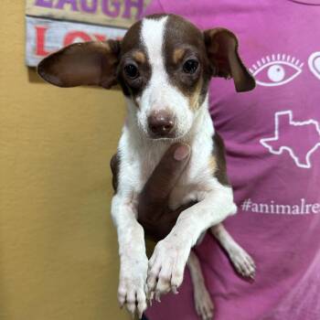 Rio - Local Sept 11-13 -  Chihuahua Dog for Adoption in Brookshire, Texas - Rio - Local Sept 11-13 | PetCurious
