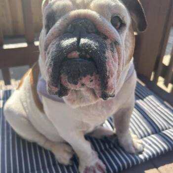 Maggie -  English Bulldog Dog for Adoption in Chicago, Illinois - Maggie | PetCurious
