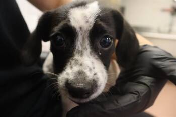 SASSY -  Mixed Breed Dog for Adoption in Columbia, South Carolina - SASSY | PetCurious