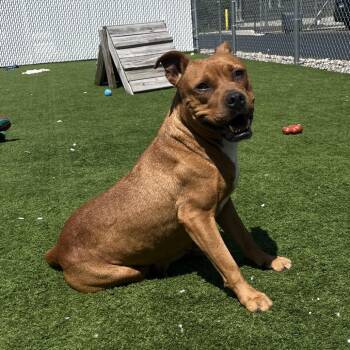 Jessa -  Pit Bull Terrier and Mixed Breed Dog for Adoption in Bristol, Indiana - Jessa | PetCurious