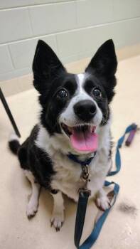 Piper -  Border Collie Dog for Adoption in Kalamazoo, Michigan - Piper | PetCurious