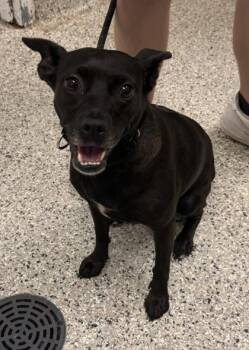 Gidget -  Mixed Breed Dog for Adoption in Kansas City, Missouri - Gidget | PetCurious