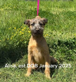 Alissa -  Cairn Terrier and German Shepherd Dog Dog for Adoption in Shrewsbury, Massachusetts - Alissa | PetCurious