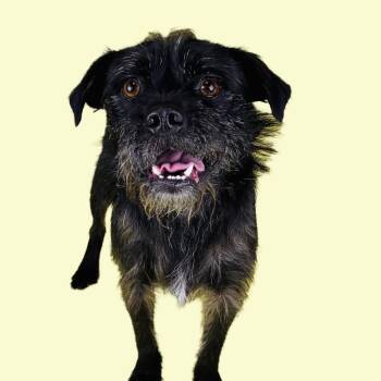 Terrier Dogs Available for Adoption - Charlie | PetCurious