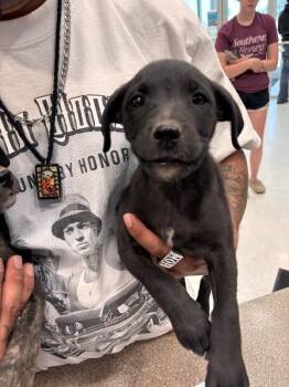 Sweetie -  Mixed Breed Dog Available for Adoption in Hobbs, New Mexico - Sweetie | PetCurious