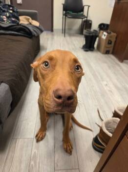 Rescue Pit Bull Terrier and Mixed Breed Dogs for Adoption in South Bend, Indiana - Jay | PetCurious