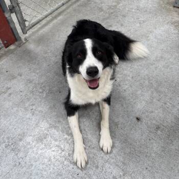 Merlin -  Border Collie Dog for Adoption in Eureka, California - Merlin | PetCurious