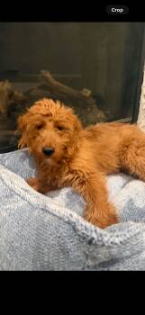 Rudy - The Darling Goldendoodle -  Goldendoodle Dog for Adoption in Citrus Heights, California - Rudy - The Darling Goldendoodle | PetCurious
