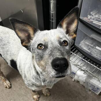 Australian Cattle Dog Blue Heeler Dogs Available for Adoption - Adelaide | PetCurious