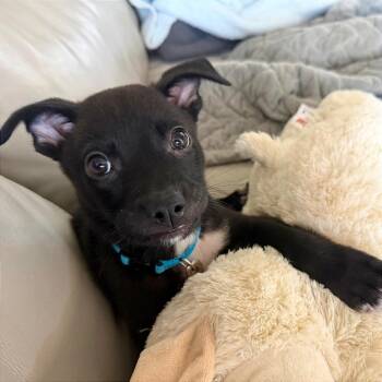 Logan -  Rat Terrier and Chihuahua Dog for Adoption in New Orleans, Louisiana - Logan | PetCurious