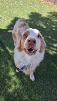 Spur -  Australian Shepherd Dog for Adoption in Sedalia, Colorado - Spur | PetCurious