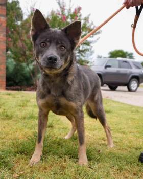 Paige -  Shepherd Dog for Adoption in Stillwater, Oklahoma - Paige | PetCurious