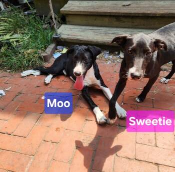 Moo -  Labrador Retriever Dog for Adoption in Silsbee, Texas - Moo | PetCurious