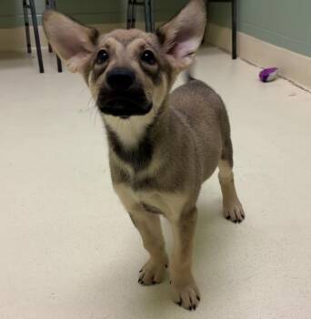 Leonard -  Shepherd and Labrador Retriever Dog for Adoption in Kalamazoo, Michigan - Leonard | PetCurious