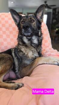 Shepherd Dogs Available for Adoption in Duluth, Minnesota - Mama Delta | PetCurious