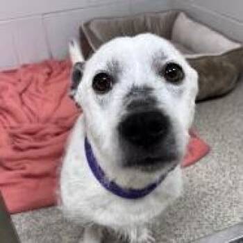 Jack Russell Terrier and Mixed Breed Dogs Available for Adoption in Gloucester, Virginia - Not Another Spot | PetCurious