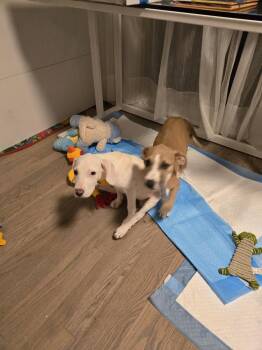 JUBILEE -  Pit Bull Terrier Dog for Adoption in Broomfield, Colorado - JUBILEE | PetCurious