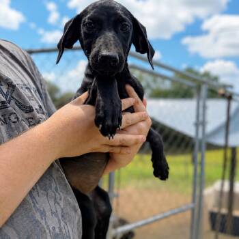 Ellie -  Black Labrador Retriever Dog for Adoption in Parrish, Alabama - Ellie | PetCurious