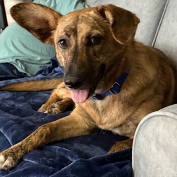 German Shepherd Dog and Beagle Dogs Available for Adoption in Richmond, Virginia - Bindi | PetCurious