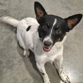 Terrier Dogs Available for Adoption - Eloise | PetCurious