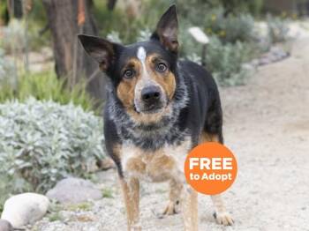 Australian Cattle Dog Blue Heeler and German Shepherd Dog Dogs Available for Adoption - GROOT | PetCurious