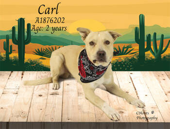 Rescue Pit Bull Terrier and Mixed Breed Dogs for Adoption in Thousand Palms, California - CARL | PetCurious