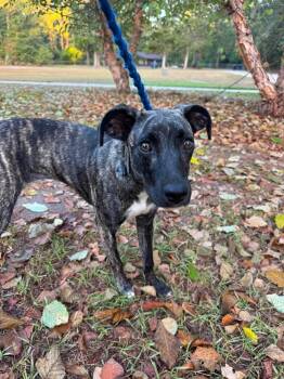 Olive -  Rat Terrier Dog for Adoption in Syracuse, New York - Olive | PetCurious