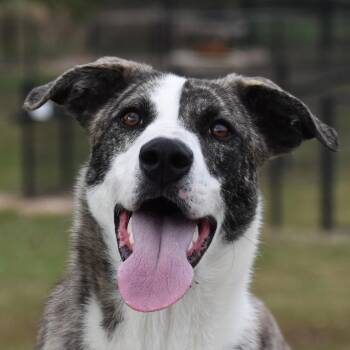 Rescue Mixed Breed Dogs for Adoption in Auburn, Nebraska - Legoshi | PetCurious