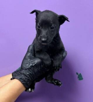 61765159 -  Rottweiler and Mixed Breed Dog for Adoption in El Paso, Texas - 61765159 | PetCurious