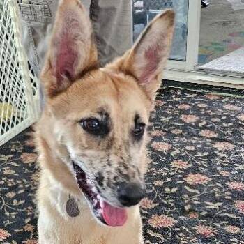 NY Rae (Home in Hopewell Junction NY) -  Shepherd and Mixed Breed Dog for Adoption in Eastford, Connecticut - NY Rae (Home In Hopewell Junction NY) | PetCurious