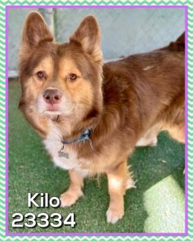 Kilo(54) -  Shepherd Dog for Adoption in Marietta, Georgia - Kilo(54) | PetCurious