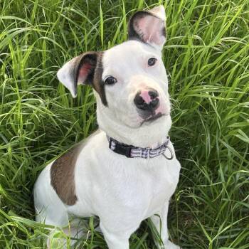 Mixed Breed Dogs Available for Adoption in Portland, Oregon - Nissan | PetCurious